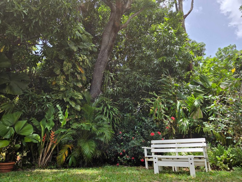 Banc blanc à l'ombre des grands arbres du Jardin de Beauvallon, Basse-Terre
