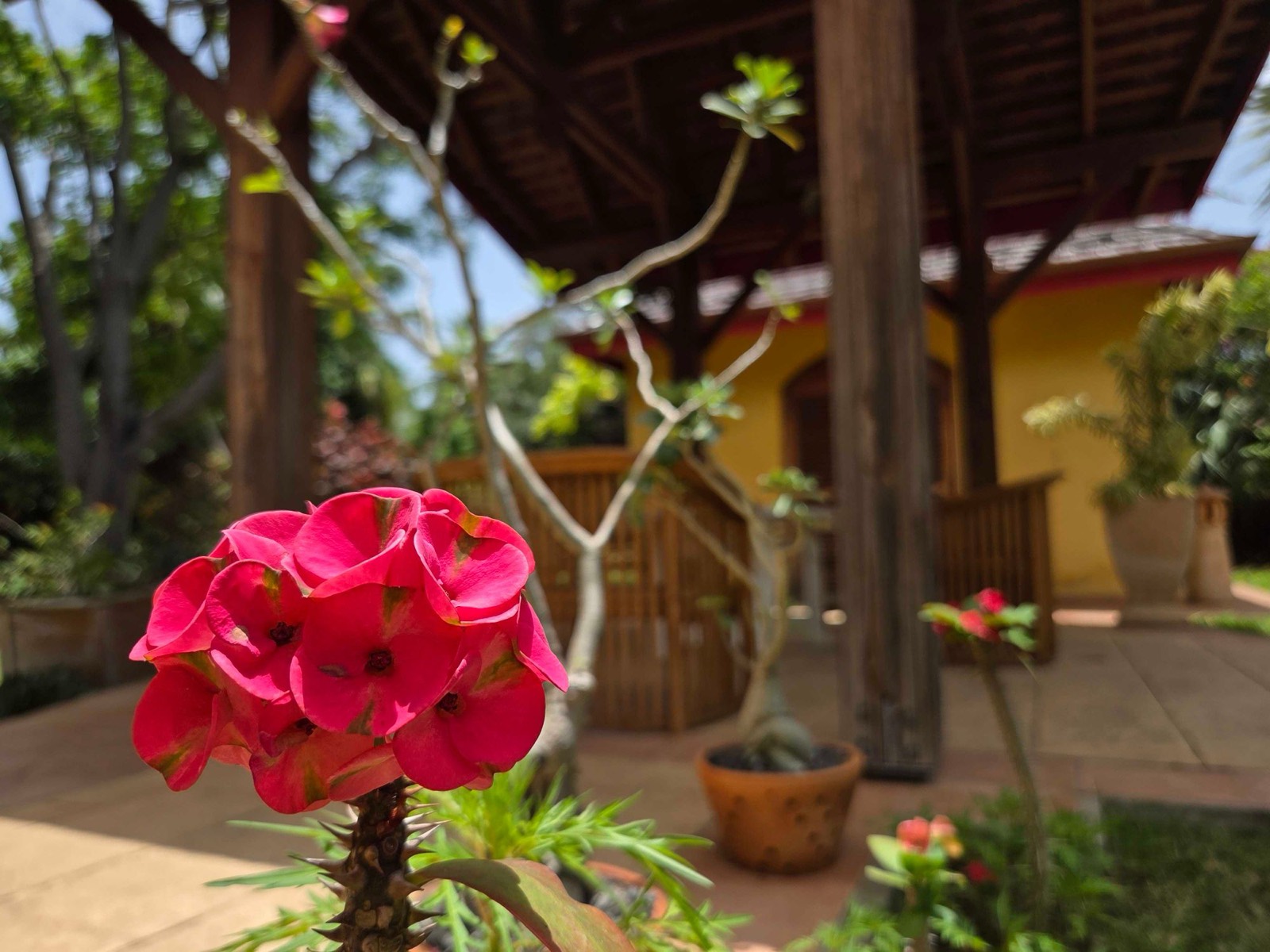 Fleurs roses devant le carbet du Jardin de Beauvallon, décor de cérémonie de mariage en Guadeloupe