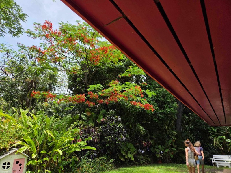 Flamboyant en fleurs sous le carbet, promenade dans le Jardin de Beauvallon
