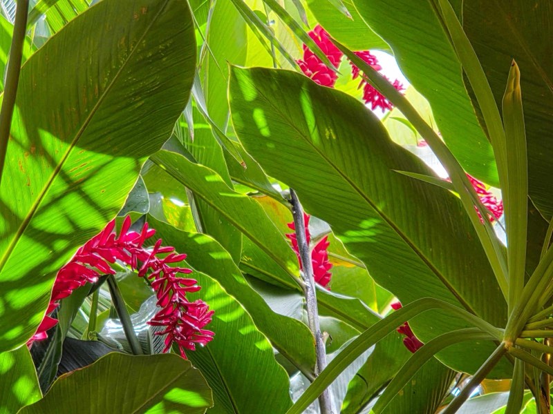 Gingembre rouge parmi les grandes feuilles du Jardin de Beauvallon