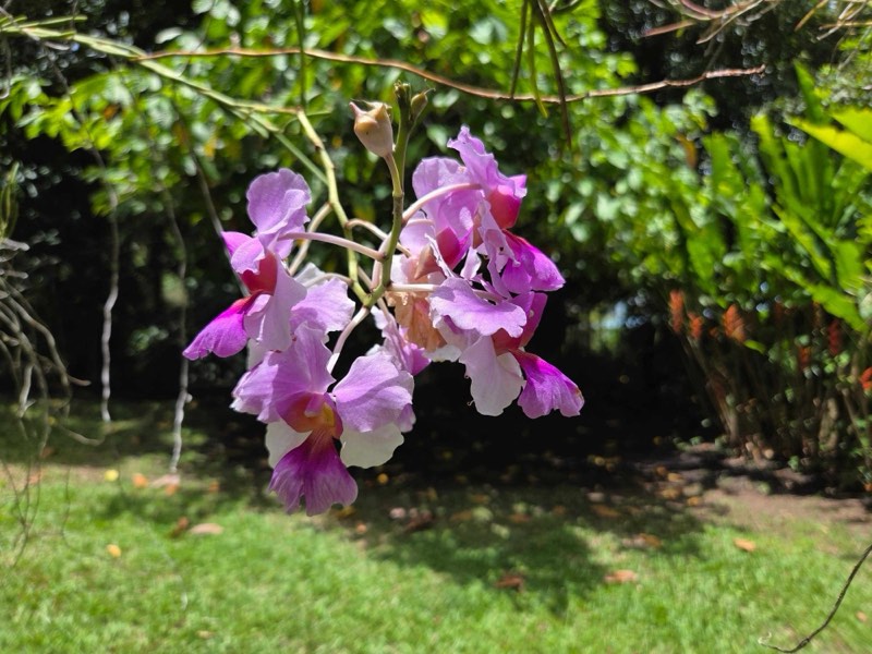 Orchidée mauve en fleur dans le jardin botanique de Beauvallon, Guadeloupe